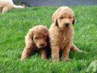 Goldendoodle Puppy for sale in CARTHAGE, NY, USA