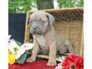 Cane Corso Puppy for sale in Quarryville, PA, USA