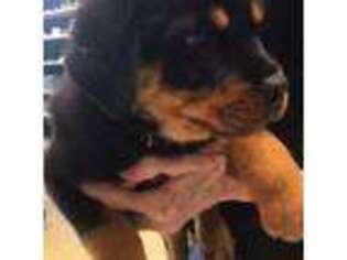 Rottweiler Puppy for sale in Darien Center, NY, USA