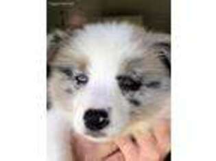 Border Collie Puppy for sale in Sebring, FL, USA