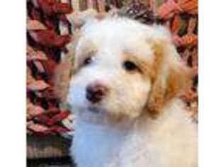 Mutt Puppy for sale in Coloma, WI, USA
