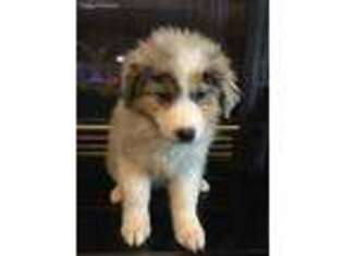 Australian Shepherd Puppy for sale in Wingate, NC, USA