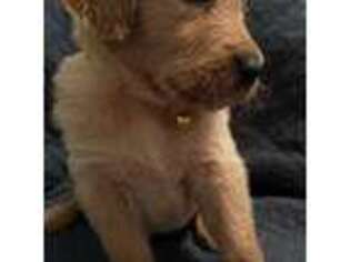 Golden Retriever Puppy for sale in Longwood, FL, USA