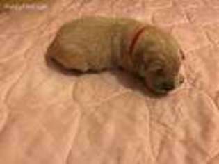 Golden Retriever Puppy for sale in Saluda, NC, USA