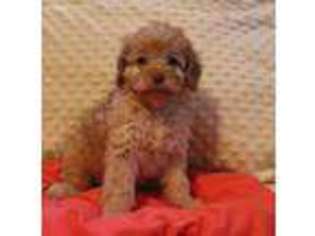 Cavapoo Puppy for sale in Johnson City, TN, USA