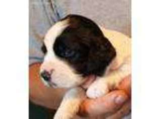 English Springer Spaniel Puppy for sale in Lincoln, NE, USA