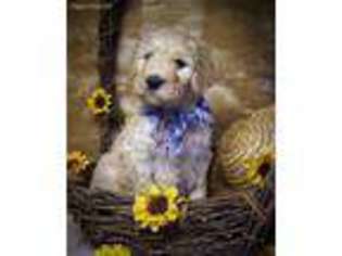 Goldendoodle Puppy for sale in Weir, KS, USA
