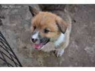 Pembroke Welsh Corgi Puppy for sale in Veedersburg, IN, USA