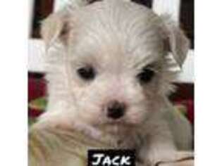 Maltese Puppy for sale in Minonk, IL, USA