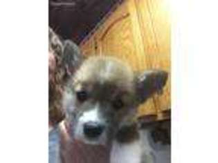 Pembroke Welsh Corgi Puppy for sale in Waddell, AZ, USA
