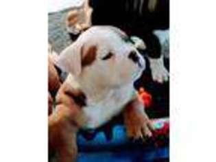 Bulldog Puppy for sale in Carson, CA, USA