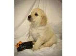 Golden Retriever Puppy for sale in Kokomo, IN, USA