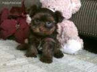 Yorkshire Terrier Puppy for sale in Milford, IN, USA