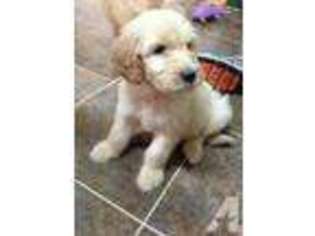 Goldendoodle Puppy for sale in NAPOLEON, OH, USA