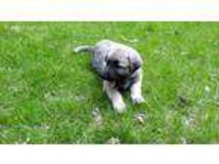 Anatolian Shepherd Puppy for sale in Ovid, MI, USA