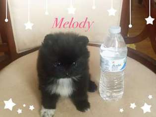 Pomeranian Puppy for sale in Allentown, PA, USA