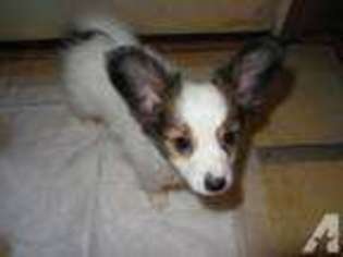 Papillon Puppy for sale in ELDRED, PA, USA