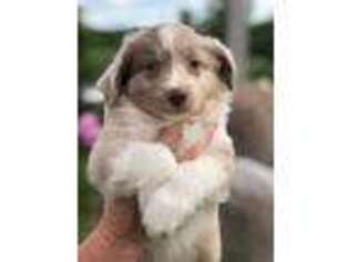 Australian Shepherd Puppy for sale in Watkins, MN, USA