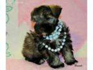 Mutt Puppy for sale in Plainview, IL, USA