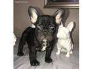 French Bulldog Puppy for sale in Grand Terrace, CA, USA