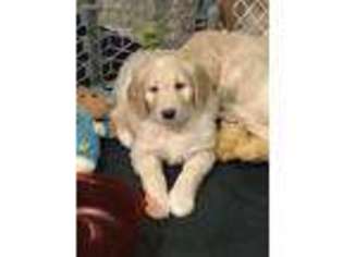 Goldendoodle Puppy for sale in Lexington, MI, USA