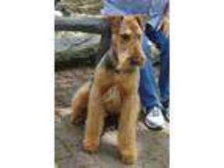 Airedale Terrier Puppy for sale in Taylorsville, KY, USA