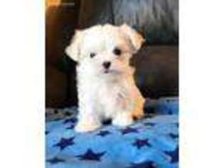Maltese Puppy for sale in Ardmore, OK, USA