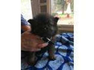 Keeshond Puppy for sale in Tupelo, MS, USA
