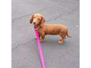 Dachshund Puppy for sale in Monroe, NH, USA