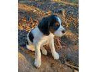 Brittany Puppy for sale in Fort Atkinson, WI, USA
