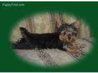 Yorkshire Terrier Puppy for sale in Stillwater, MN, USA