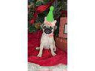 Pug Puppy for sale in Hammond, IN, USA
