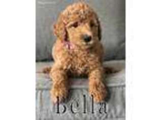 Goldendoodle Puppy for sale in Utopia, TX, USA
