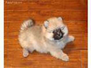 Pomeranian Puppy for sale in New Braunfels, TX, USA