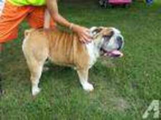Bulldog Puppy for sale in REPUBLIC, MO, USA