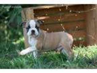 Boston Terrier Puppy for sale in Caulfield, MO, USA