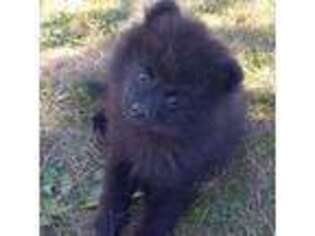 Pomeranian Puppy for sale in Corvallis, MT, USA