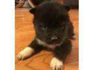 Akita Puppy for sale in Sharon, KS, USA