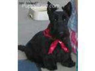Scottish Terrier Puppy for sale in Oak Harbor, OH, USA