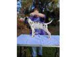 Dalmatian Puppy for sale in Bakersfield, CA, USA