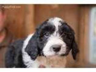 Mutt Puppy for sale in Snohomish, WA, USA