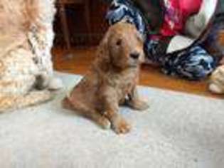 Goldendoodle Puppy for sale in Mohnton, PA, USA