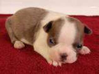 Boston Terrier Puppy for sale in Danville, IL, USA