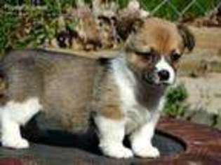 Pembroke Welsh Corgi Puppy for sale in Bowling Green, KY, USA