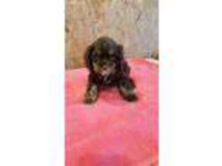Cocker Spaniel Puppy for sale in Tomah, WI, USA