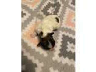 Mutt Puppy for sale in Stewart, MN, USA