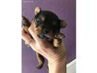 Yorkshire Terrier Puppy for sale in Danville, VT, USA