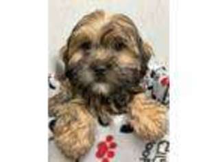 Shorkie Tzu Puppy for sale in Redford, MI, USA