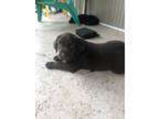 Labrador Retriever Puppy for sale in Selma, NC, USA