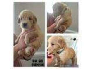 Golden Retriever Puppy for sale in Greenville, NC, USA